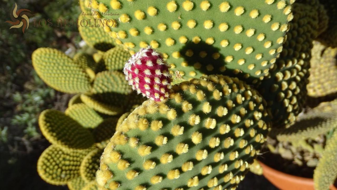 الشقق الفندقية Merloفي  لوس ريمولينوس المظهر الخارجي الصورة